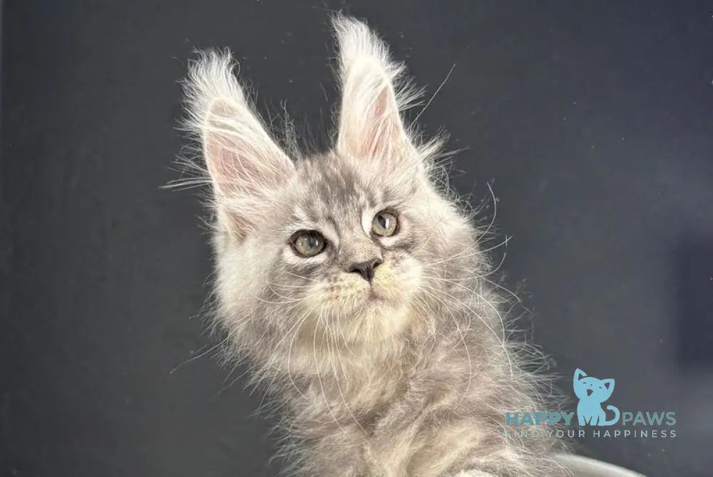 Quaid Maine Coon male black silver ticked tabby live animals