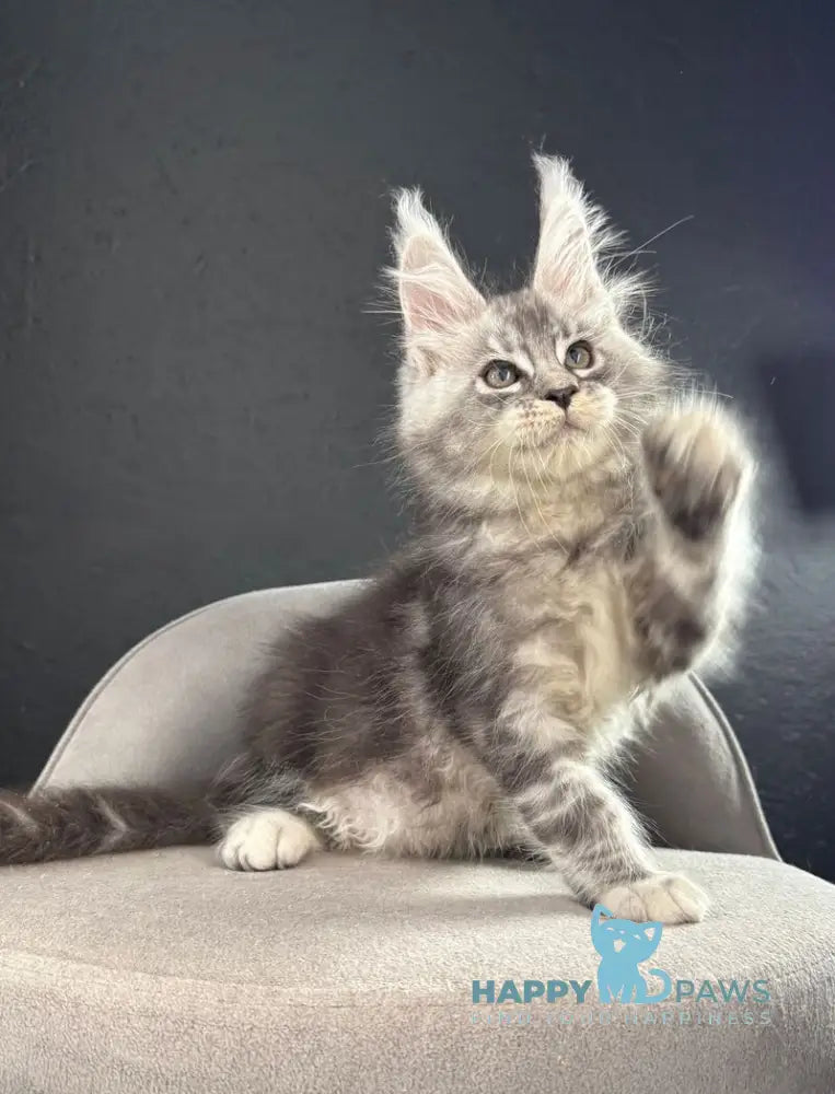 Quaid Maine Coon male black silver ticked tabby live animals