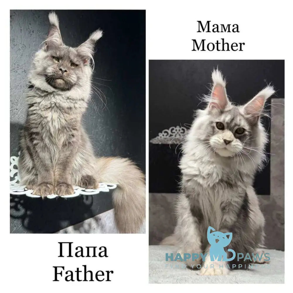 Quaid Maine Coon male black silver ticked tabby live animals