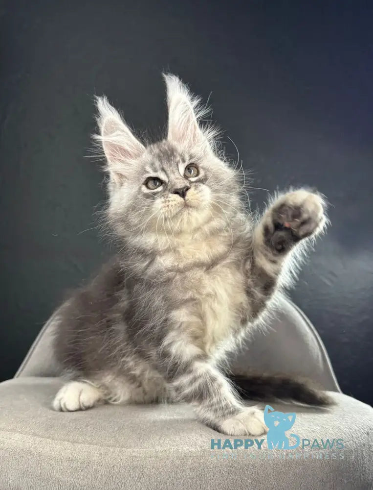 Quaid Maine Coon male black silver ticked tabby live animals