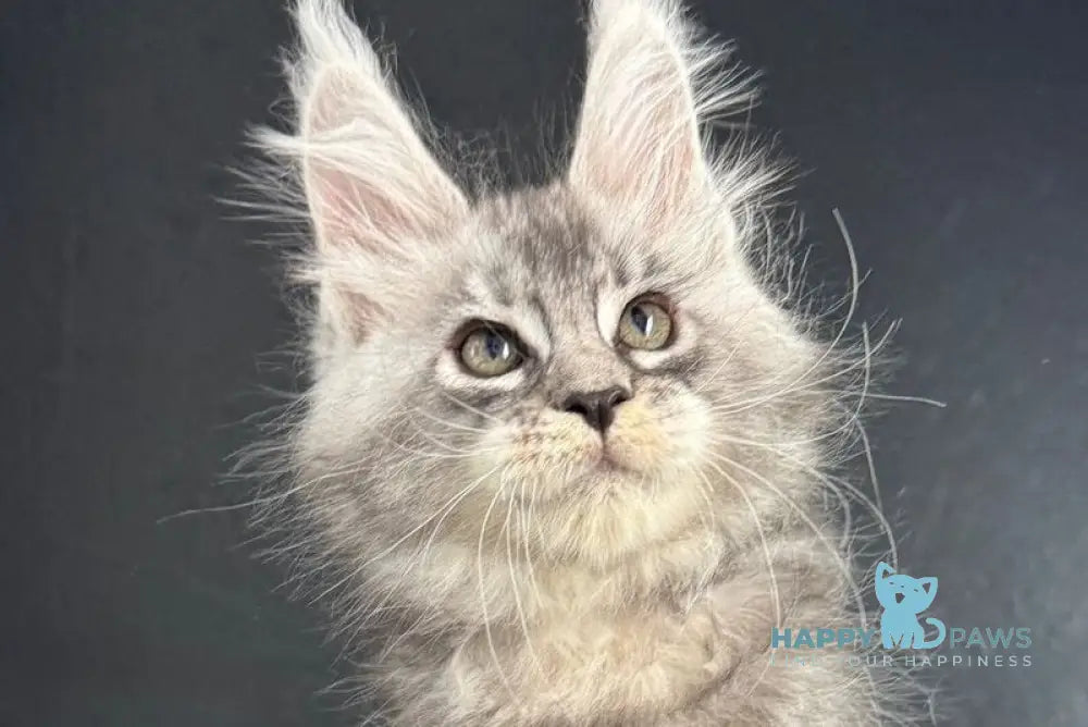 Quaid Maine Coon male black silver ticked tabby live animals