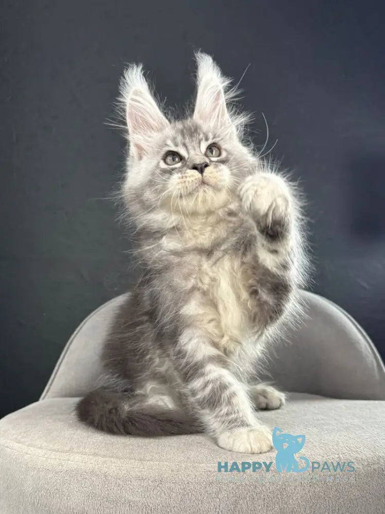 Quaid Maine Coon male black silver ticked tabby live animals