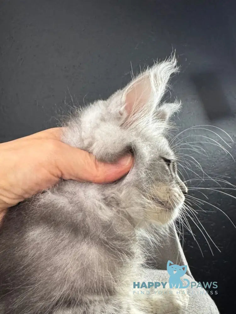 Quaid Maine Coon male black silver ticked tabby live animals