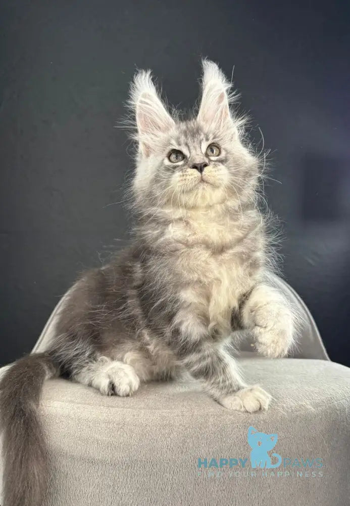 Quaid Maine Coon male black silver ticked tabby live animals