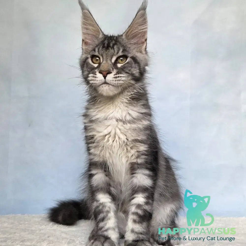 Quail Maine Coon male black silver tabby - live animals