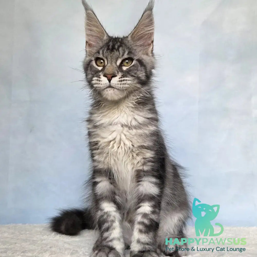 Quail Maine Coon male black silver tabby - live animals