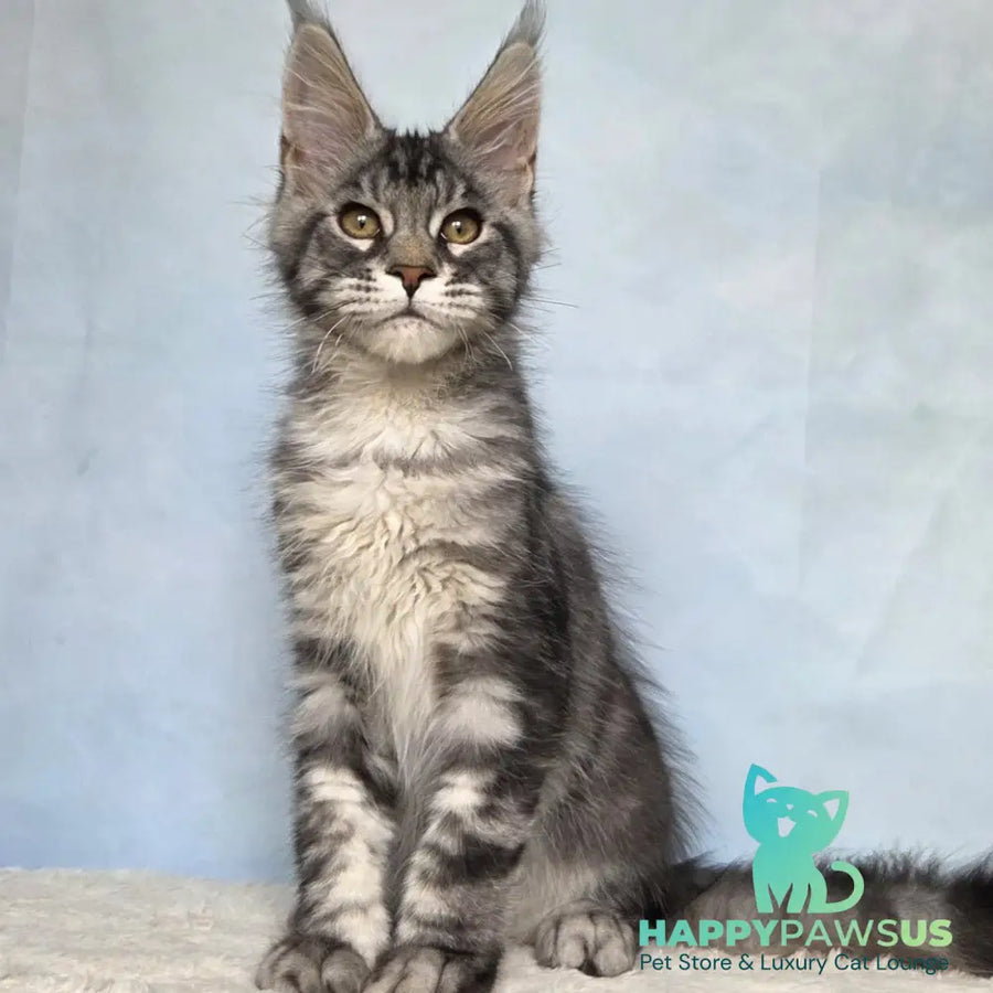 Quail Maine Coon male black silver tabby - live animals