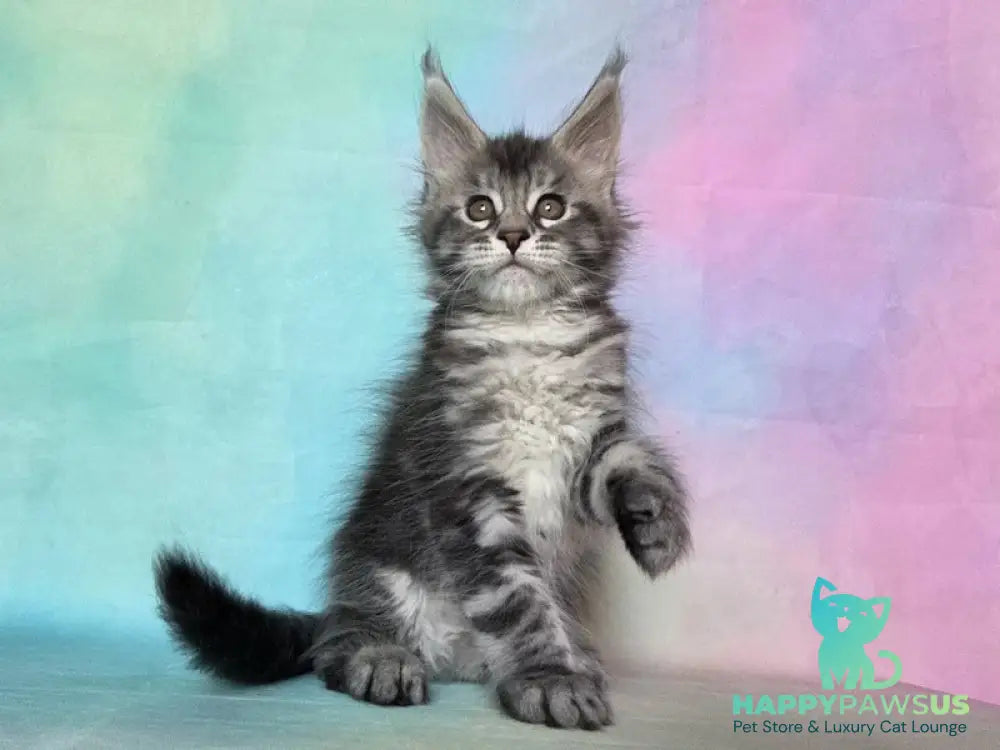 Quail Maine Coon male black silver tabby - live animals