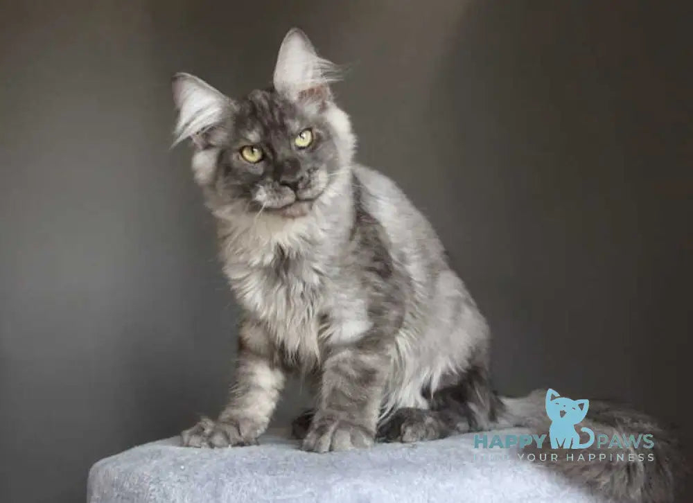 Quaint Maine Coon male black silver live animals
