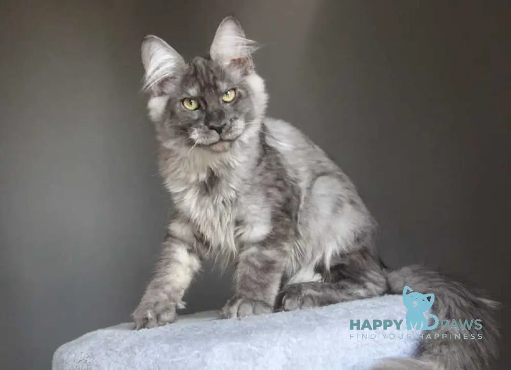 Quaint Maine Coon male black silver live animals