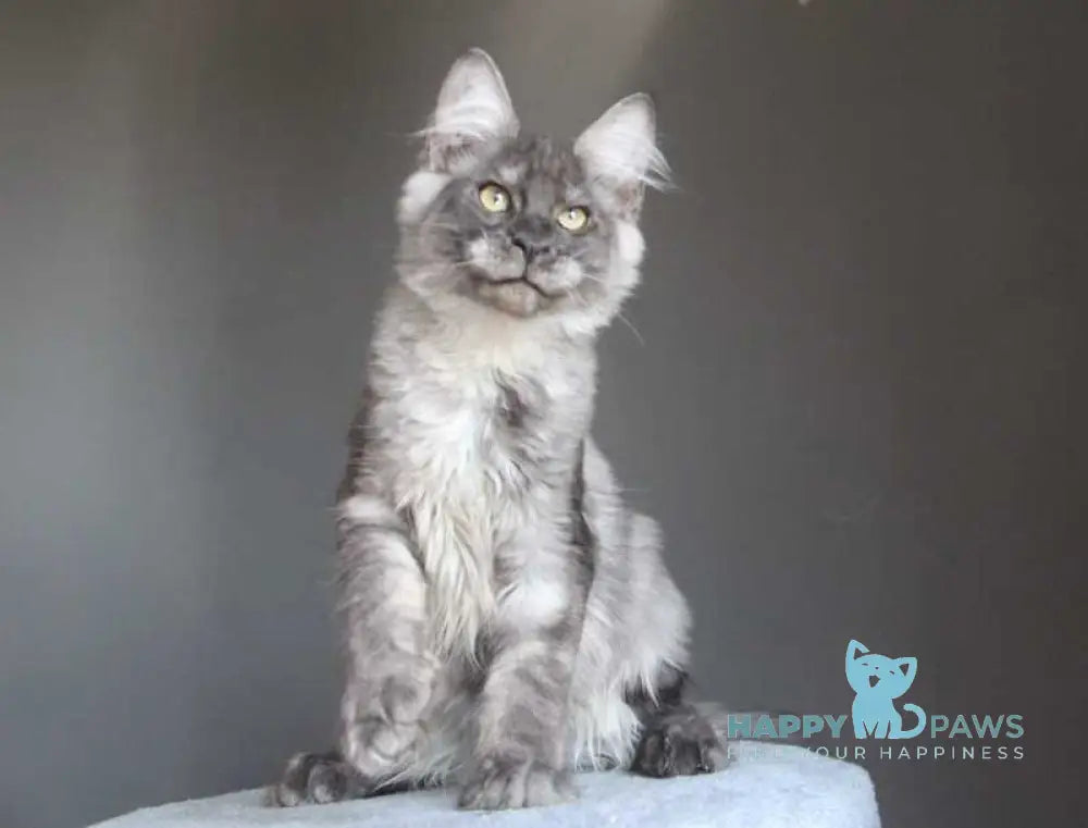 Quaint Maine Coon male black silver live animals