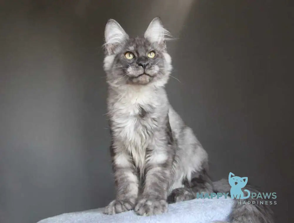 Quaint Maine Coon male black silver live animals