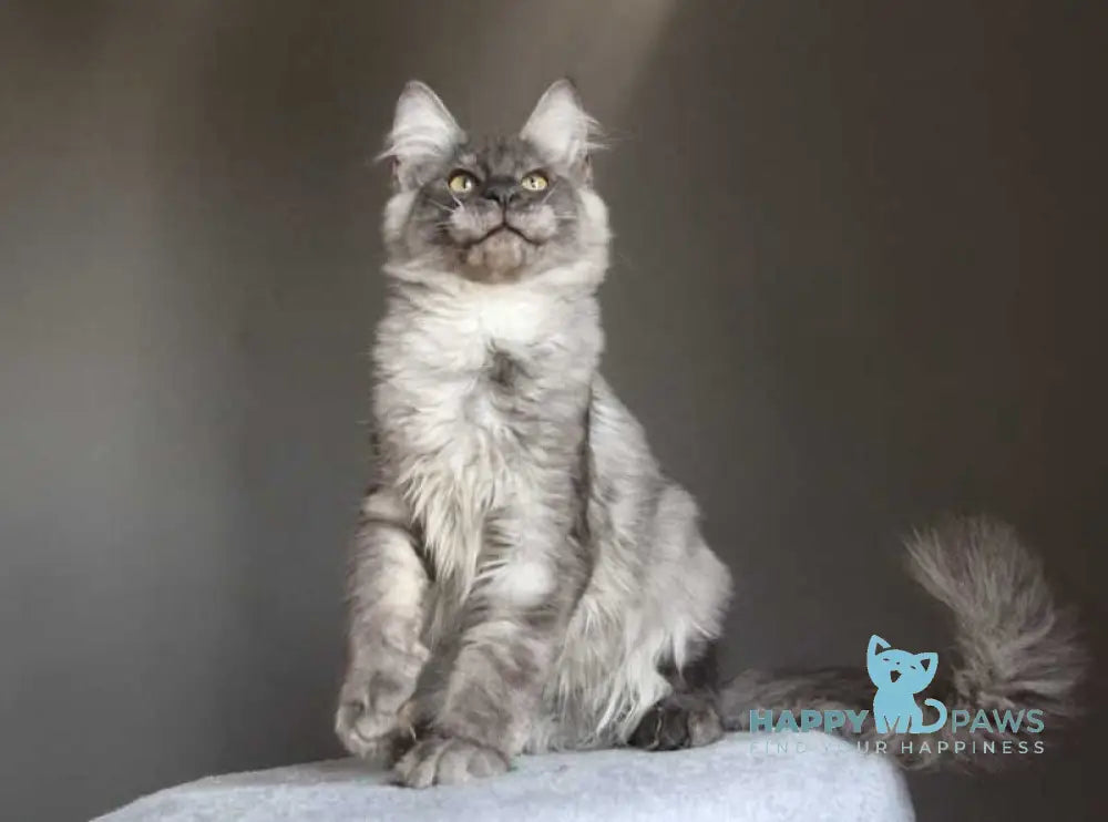 Quaint Maine Coon male black silver live animals