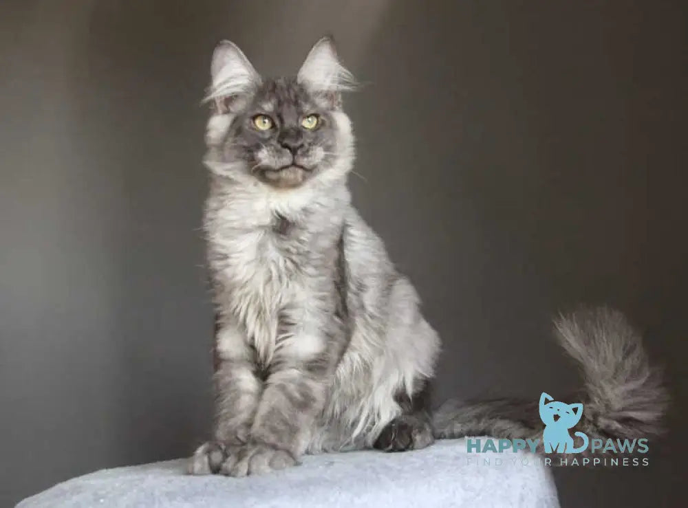 Quaint Maine Coon male black silver live animals