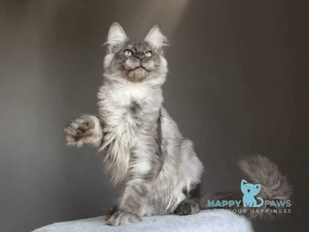 Quaint Maine Coon male black silver live animals