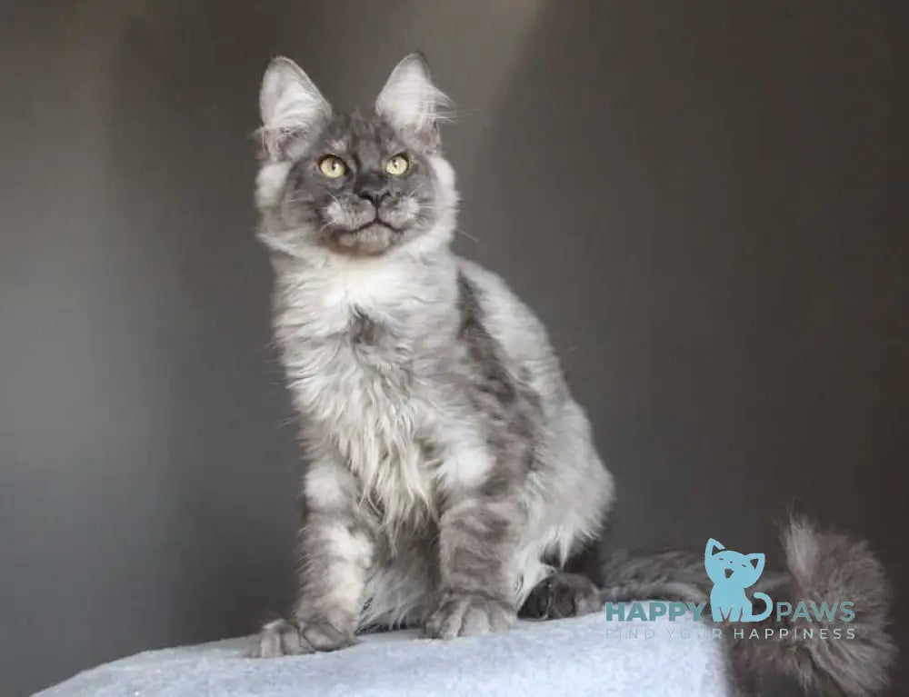 Quaint Maine Coon male black silver live animals