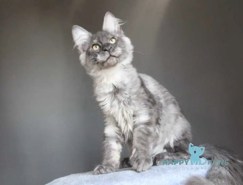 Quaint Maine Coon male black silver live animals