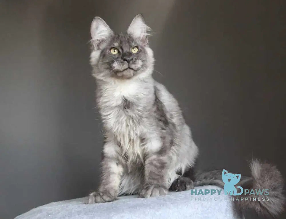Quaint Maine Coon male black silver live animals