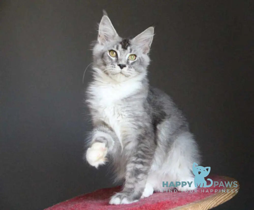 Quaint Maine Coon male black silver ticked tabby with white live animals