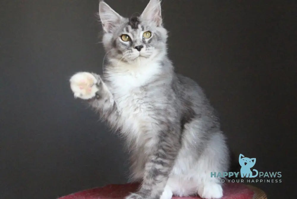 Quaint Maine Coon male black silver ticked tabby with white live animals