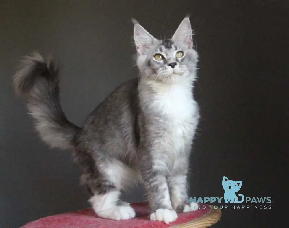 Quaint Maine Coon male black silver ticked tabby with white live animals