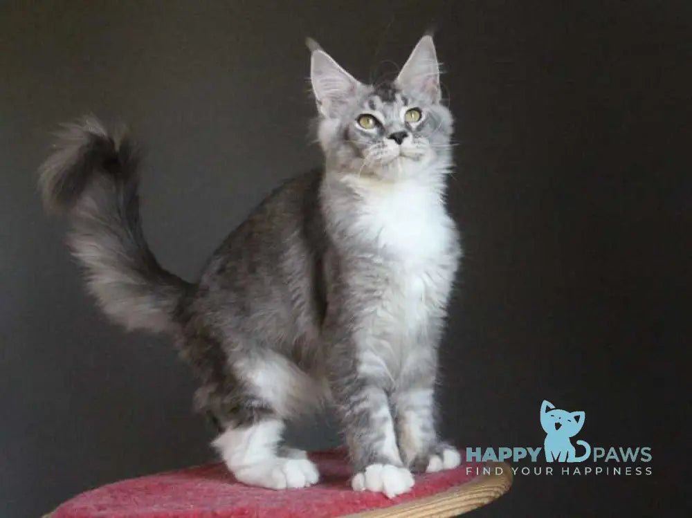 Quaint Maine Coon male black silver ticked tabby with white live animals