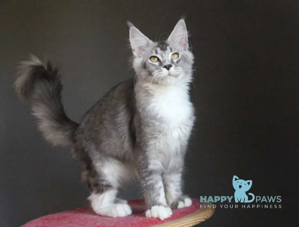 Quaint Maine Coon male black silver ticked tabby with white live animals