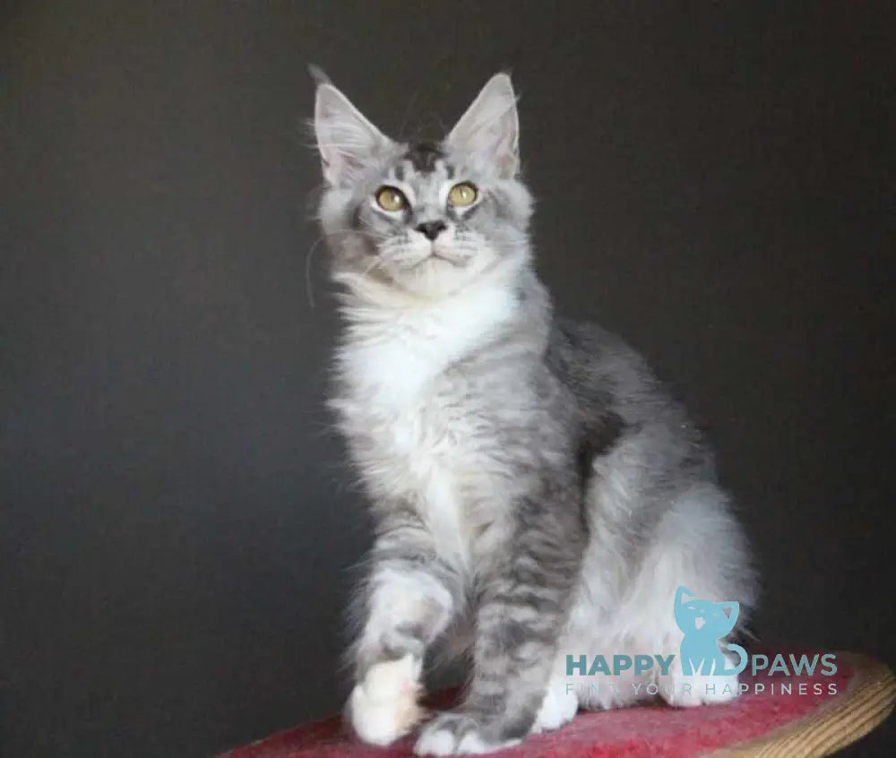 Quaint Maine Coon male black silver ticked tabby with white live animals