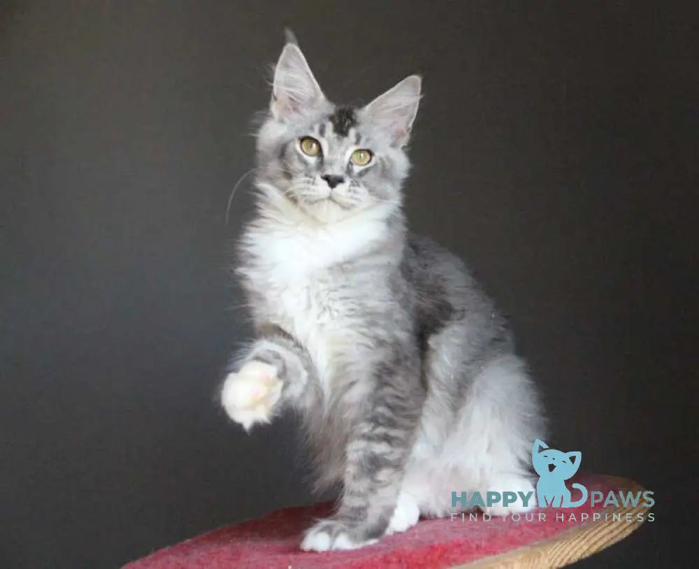 Quaint Maine Coon male black silver ticked tabby with white live animals