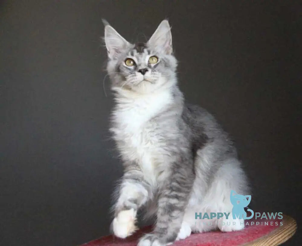 Quaint Maine Coon male black silver ticked tabby with white live animals