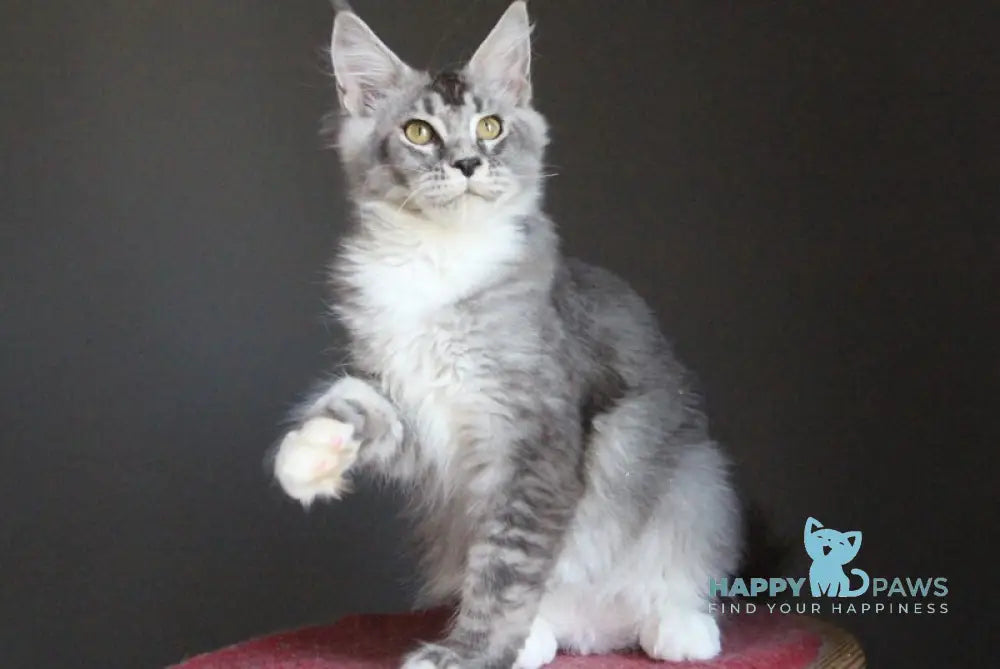 Quaint Maine Coon male black silver ticked tabby with white live animals