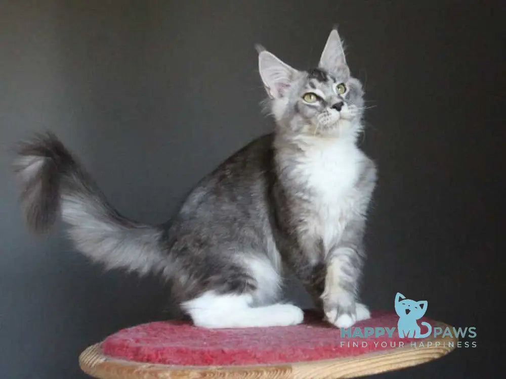 Quaint Maine Coon male black silver ticked tabby with white live animals
