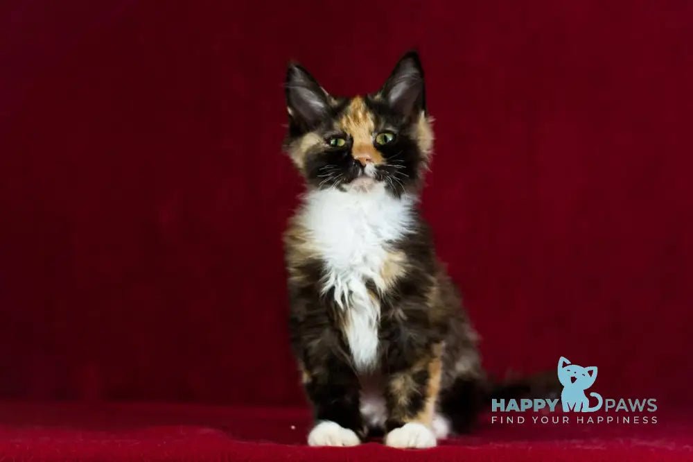 Quana Maine Coon female black tortie with white live animals