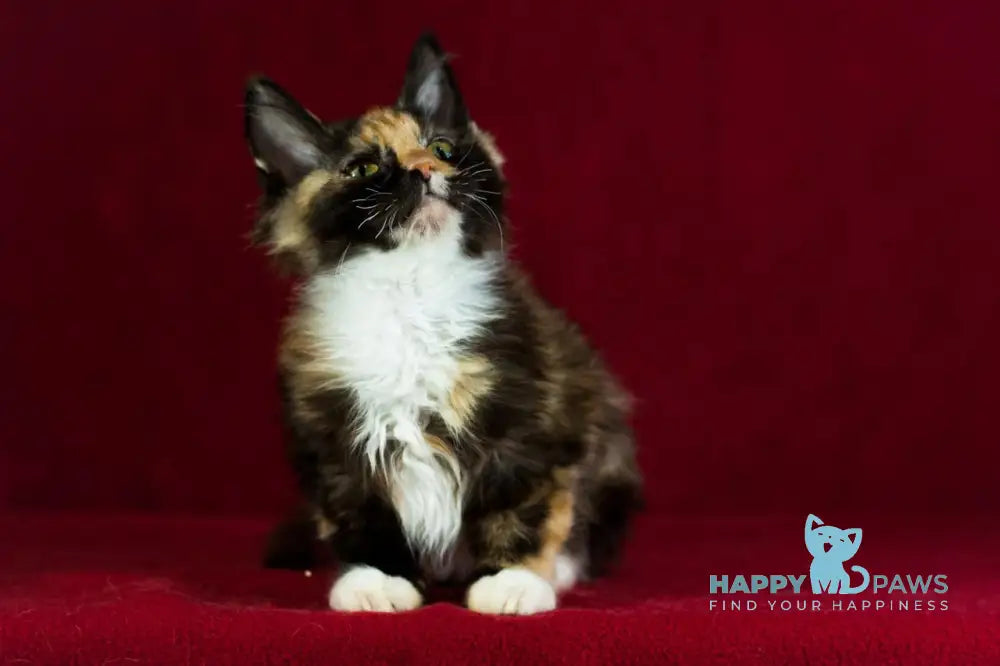 Quana Maine Coon female black tortie with white live animals