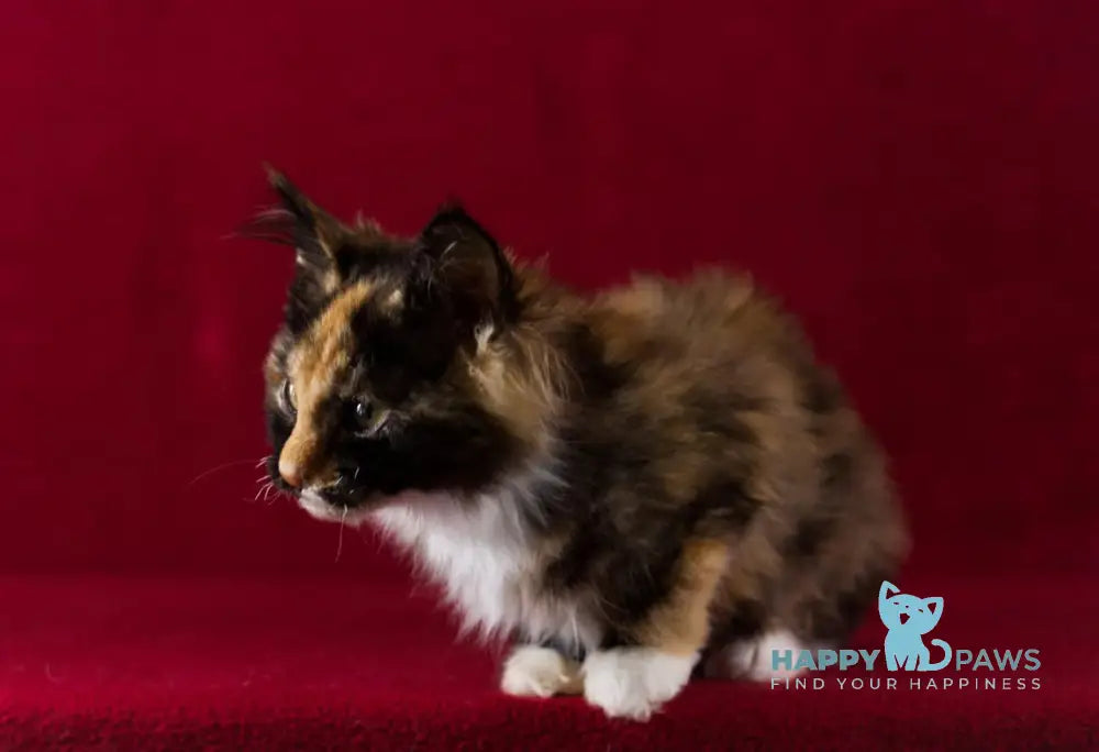 Quana Maine Coon female black tortie with white live animals