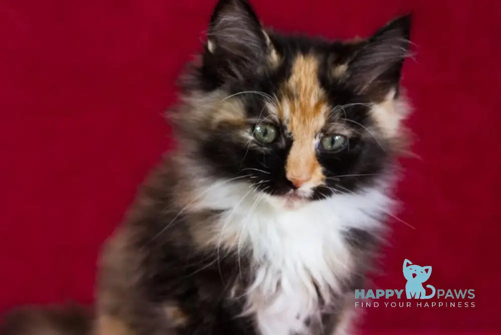 Quana Maine Coon female black tortie with white live animals