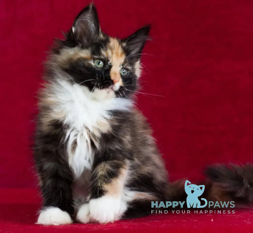 Quana Maine Coon female black tortie with white live animals
