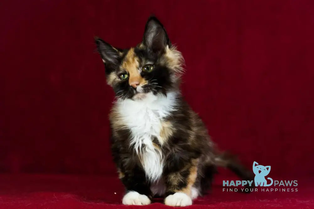 Quana Maine Coon female black tortie with white live animals
