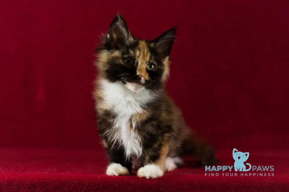 Quana Maine Coon female black tortie with white live animals