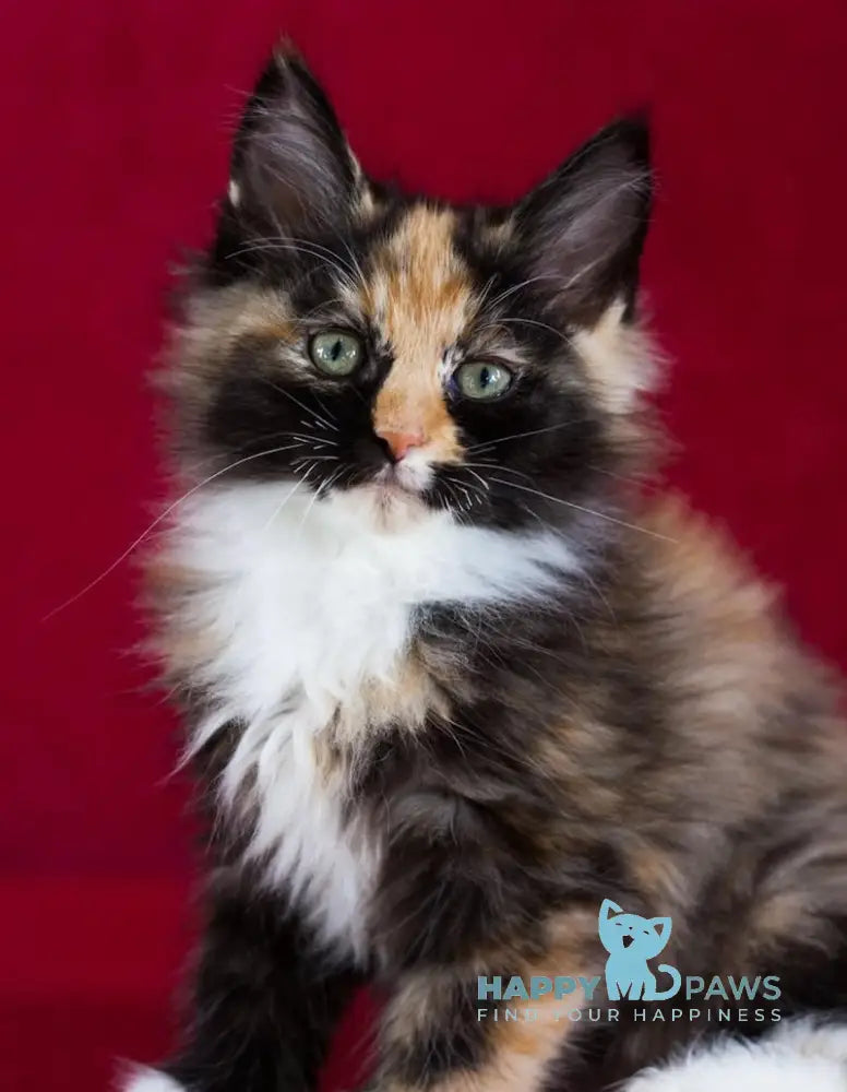 Quana Maine Coon female black tortie with white live animals