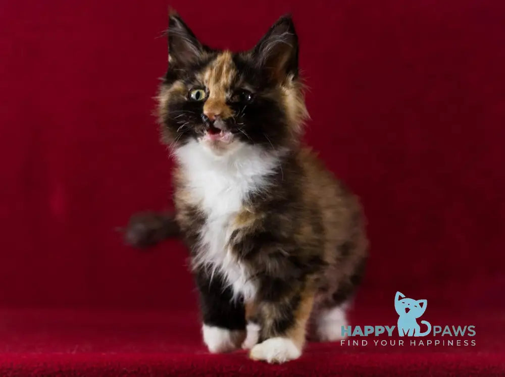 Quana Maine Coon female black tortie with white live animals