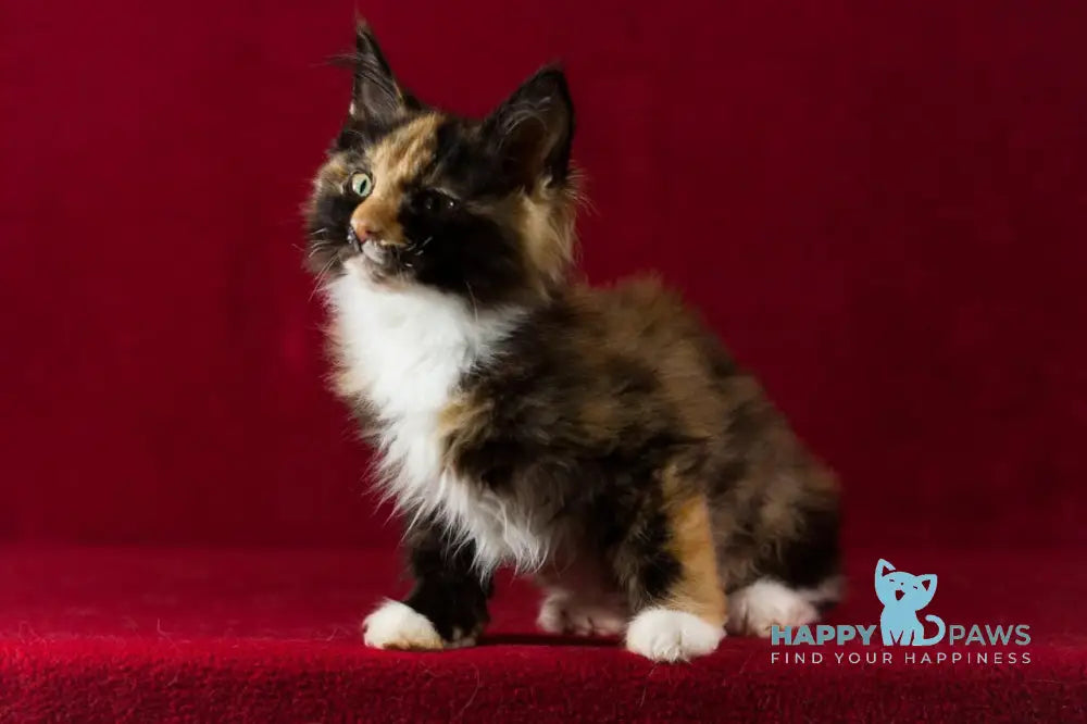 Quana Maine Coon female black tortie with white live animals