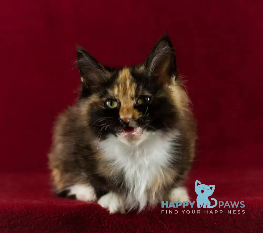 Quana Maine Coon female black tortie with white live animals