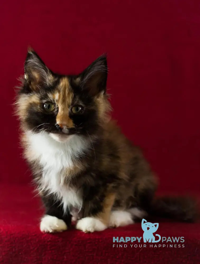 Quana Maine Coon female black tortie with white live animals