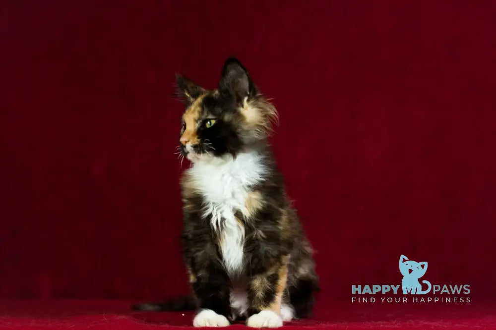 Quana Maine Coon female black tortie with white live animals