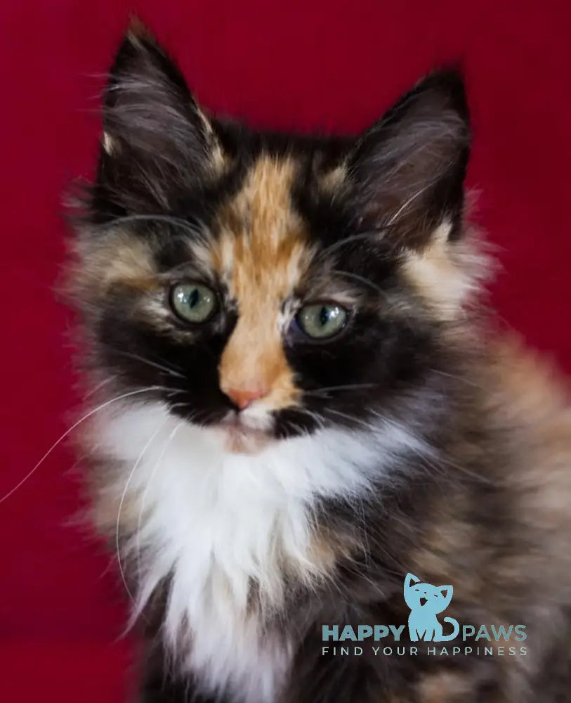Quana Maine Coon female black tortie with white live animals