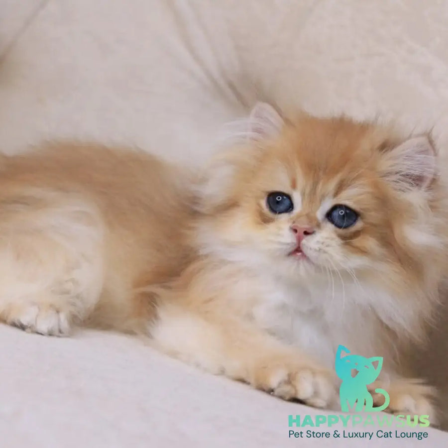 Quantum British Longhair male black golden chinchilla - live animals