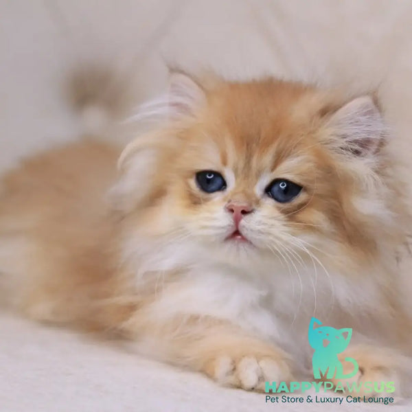Quantum British Longhair male black golden chinchilla - live animals