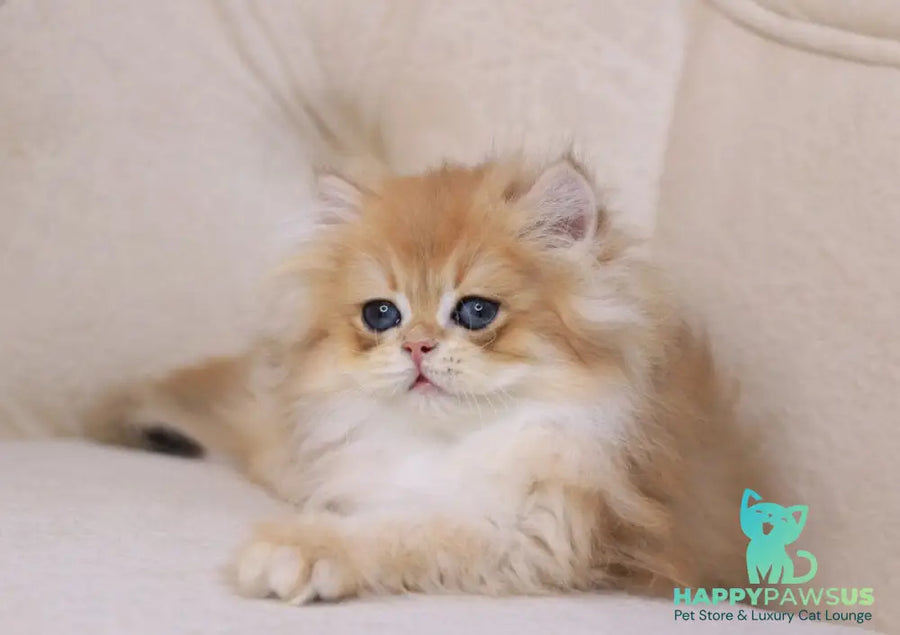 Quantum British Longhair male black golden chinchilla - live animals