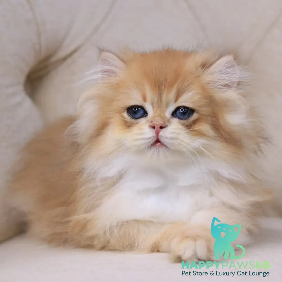 Quantum British Longhair male black golden chinchilla - live animals